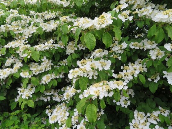 White flowers on a large bush