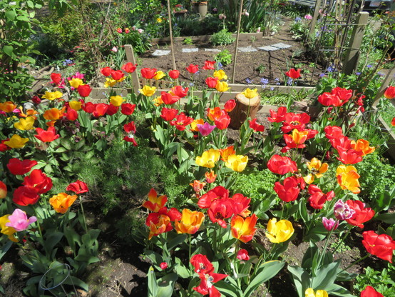 Tulips of many colours