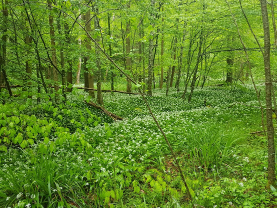 A view into a lush green forest - the ground is covered with wild garlic in bloom. Germany in early May.