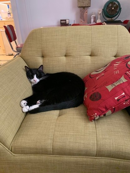Tom Tomorrow's kitty, snoozing on a wide comfortable chair. Tom calls him "an elegant gentleman". He's snugged between the tan chair arm and a reddish 1960's modernist decorative pillow that's reminiscent of a Calder painting.