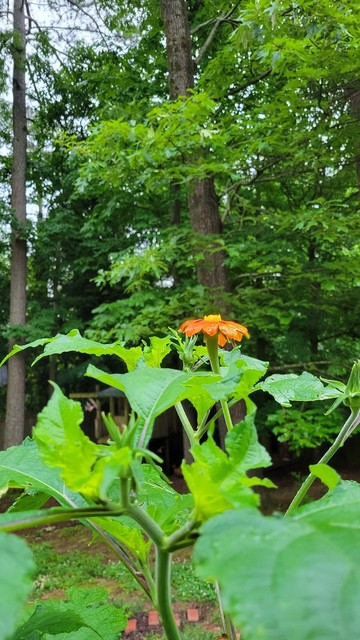 The first Mexican sunflower has opened!