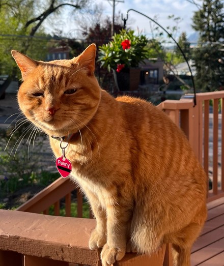 Penny, a beautiful female dark-orange and cream colored American Wirehair kitty. She's sitting on my deck in the early morning sunshine. Photo by Linda.
