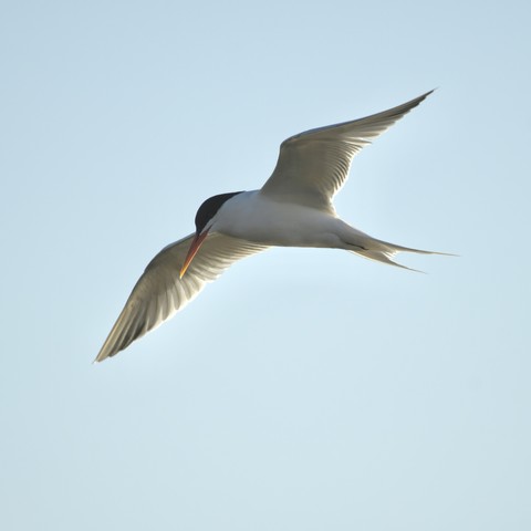A tern in flight against a clear blue sky