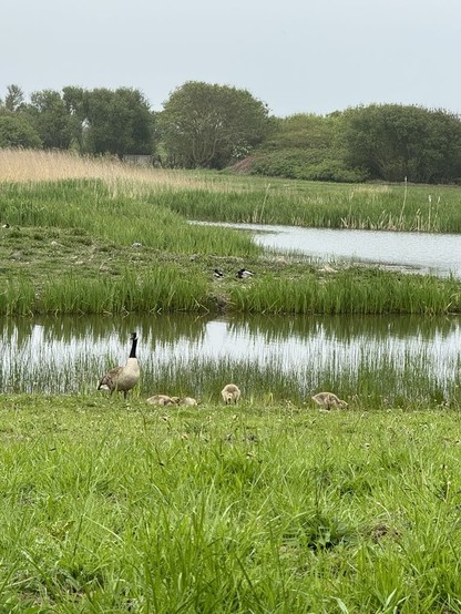 Goslings feeding overlooked by a watchful parent by the side of a small pond fringed by reeds.  (The other parent was feeding nearby.)  Ducks in the background.   #WhitleyBay