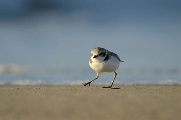 A western snowy plover, small with white feathers, walks on the sandy beach. The background is blurred with shades of blue, likely indicating the ocean or sky.