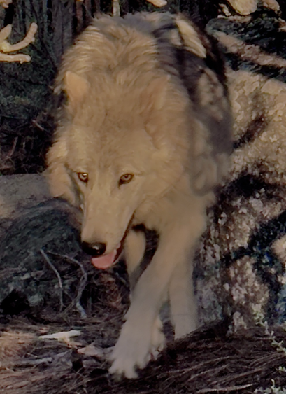 Beautiful juvenile timber wolf.