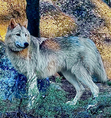 Beautiful juvenile black-phase timber wolf.