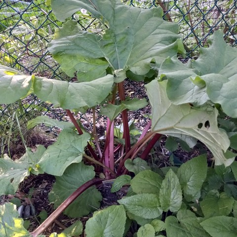 A rhubarb plant growing close to a chain link fence.