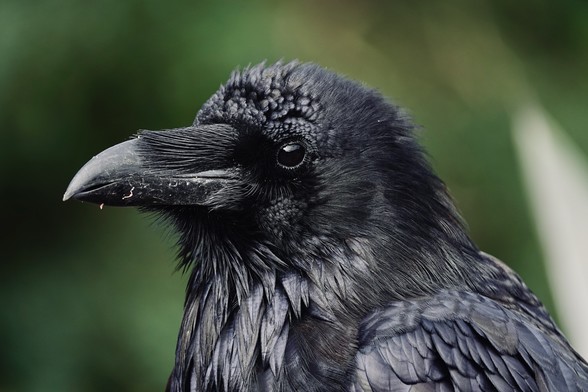 Close-up of a common raven with detailed feathers and a dark beak against a blurred green background.