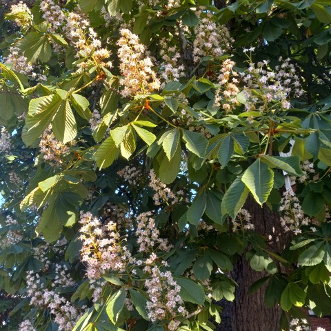 Many cones of white and red blossoms along with large, green chestnut leaves and tree trunk. 