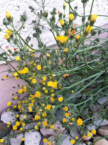 A wild flowering plant (Crepis capillaris) with small yellow flowers growing horizontally at the base, then upright above a bed of pebbles in front of a house wall painted in two shades of rose.