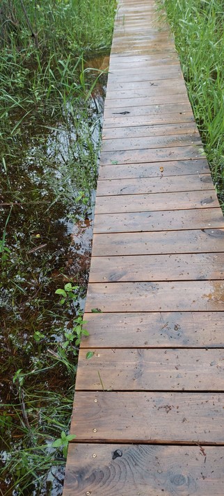  a wooden boardwalk stretches ahead several meters. the wood is soaked with rain that is almost to the boardwalk's edge. the grass is flooded several inches