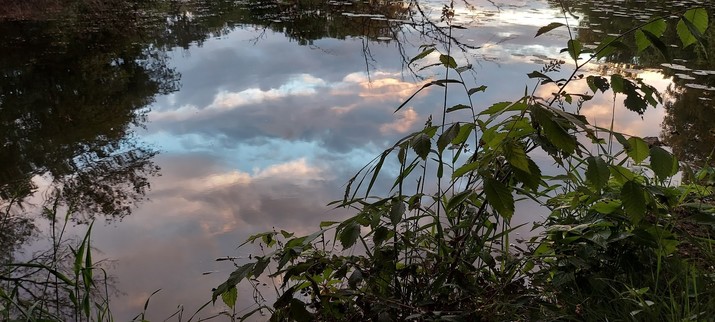 clouds reflected in the water of a creek at a cloudy sunset. the sky reflected in the water is primarily blue, pink, and pale gray. grasses and leaves frame the shot, with light filtering through the closest ones