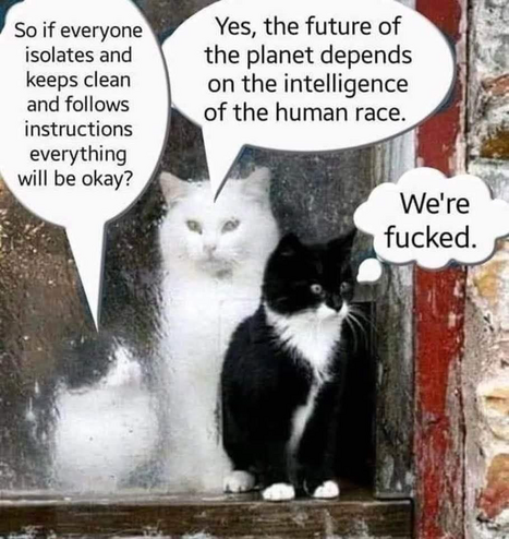 (3 cats talking)  So if everyone isolates and keeps clean and follows instructions everything will be okay? … Yes, the future of the planet depends on the intelligence of the human race. … We're fucked.