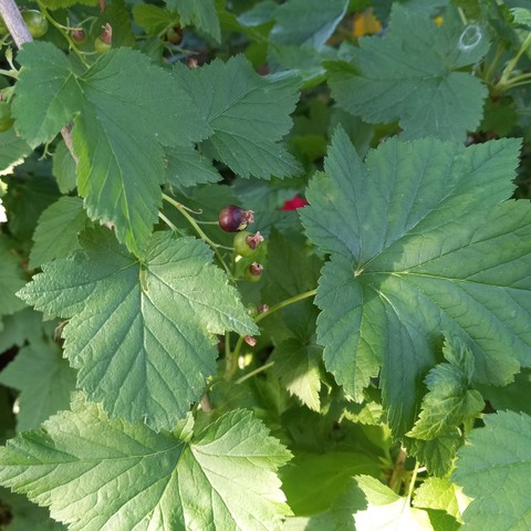 Large green leaves surrounding a few green and one ripening black currant.