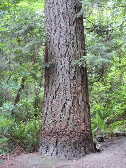 The lower part of a Douglas Fir tree from the ground up to about 10 feet