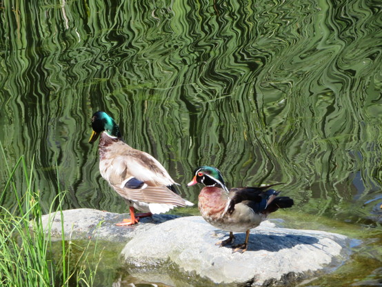 A mallard and a wood duck against a watery backdrop