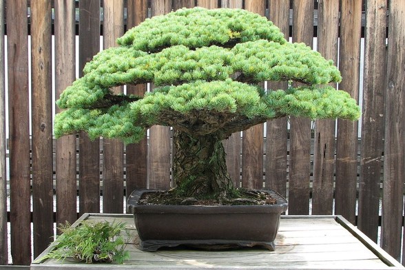 The Yamaki Pine Bonsai
Image by Sage Ross, via Wikimedia Commons