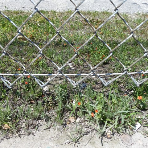 A chain link fence separating a small patch of green. In front and behind the plants is gray gravel dust. A few tiny yellow flowers dot a plant here and there, though the main flowers in the photo have 5 petals and are orange.