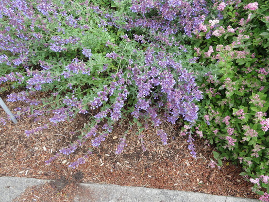 Shrubby plant with bluish flowers I thought was lavender