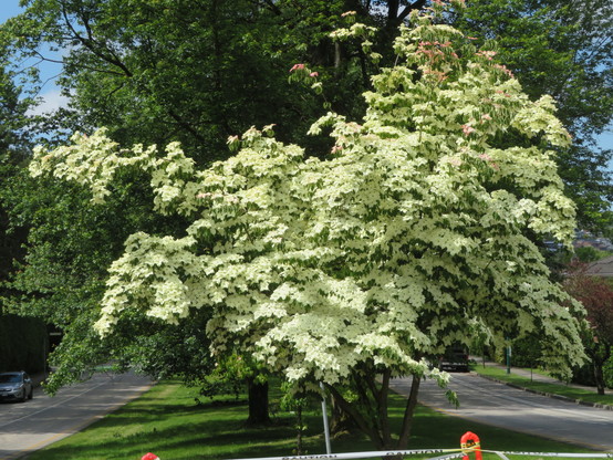 A large white bloomed dogwood tree