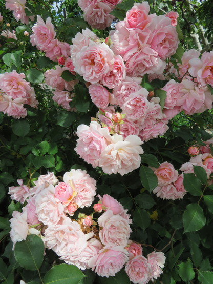 Many roses in full bloom with varied amounts of pink and white in them