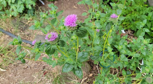Mountain coyote mint plant growing in a crowded garden. The plant has three spherical, thready magenta flowers growing on it.