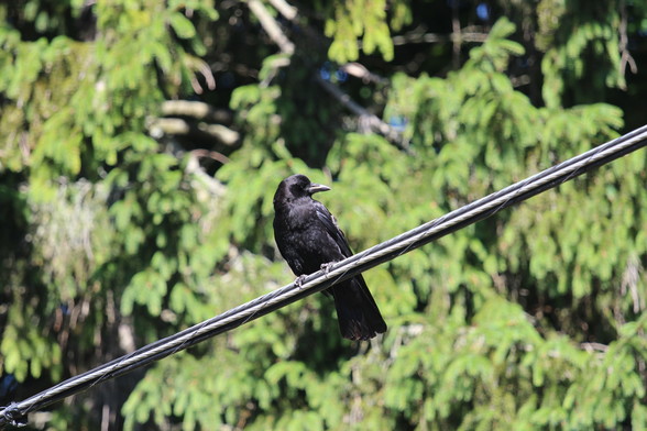 My photo of a crow, taken this morning. 