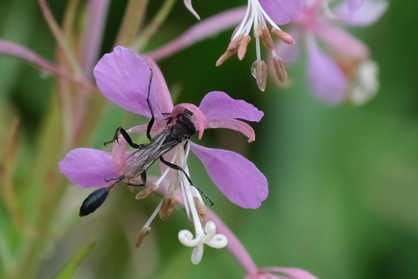 A black wasp with a very thin orange waist has her head buried deep into a pink flower.