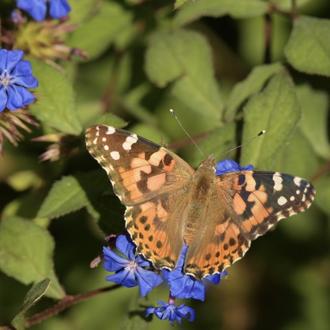 A painted lady butterfly with intricately patterned orange, black, and white wings open while it rest on small purple flowers