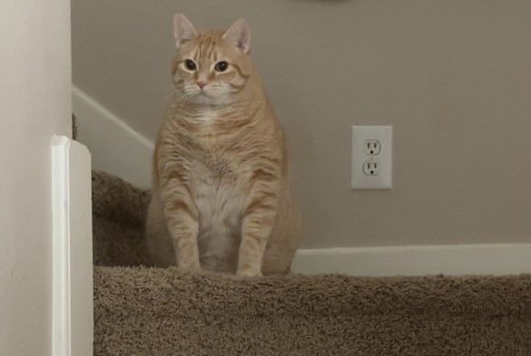 Orange cat sitting on stairs