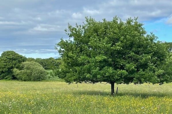 Tree in a meadow