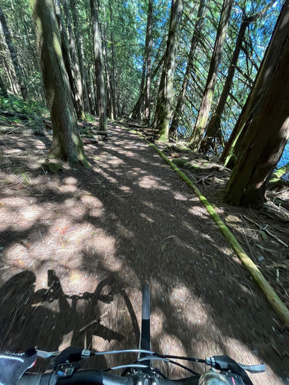 Sendero para bicicletas, entre árboles tan cerrado que hay sombra en todo el suelo. Se ve el manubrio de mi bicicleta
