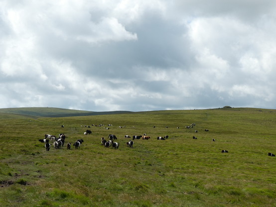 A landscape photo of wide open grassy moorland, rounded hills stretching into the distance under cloudy skies. In the foreground-middle distance is a large herd (part of a bigger herd) of belted galloway cattle - black with white middles (a few grey and brown variants).