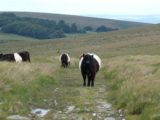 A photo of a few belted galloway cattle, taken looking back the way I’ve come having taken a detour to get back onto the path!). One is standing in the middle of the path facing the camera. Others mooch in the background. In the distance is a tree plantation on a rounded hillside. The sky is blown out white.