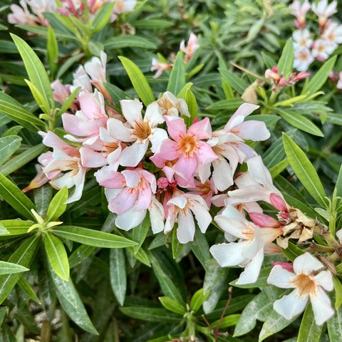 Some pink and white flowers with some red… veins near the middle