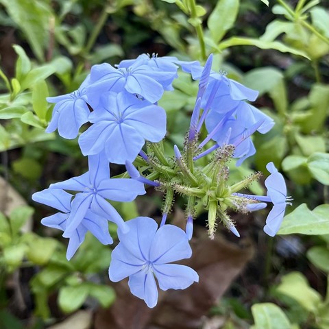 Some blue flowers that come out from a fuzzy green thing (I’m sorry I don’t know flower terminology)