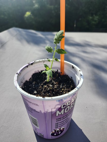 A tomato seedlings in a large yogurt container with soil and a straw running to the bottom of the container. Investigate SIP containers for more info.