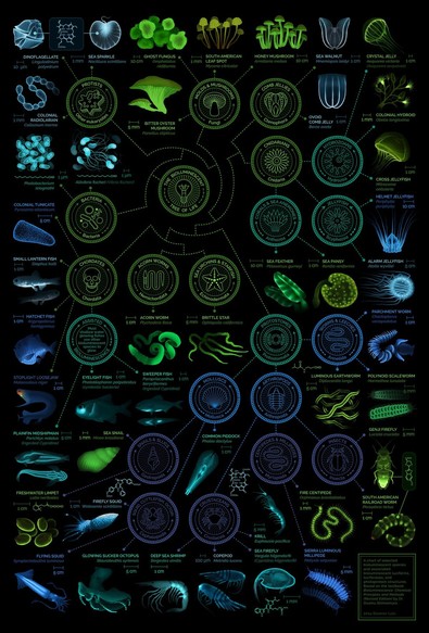 An infographic displaying illustrations of a variety of bioluminescent creatures along with their names and classifications.