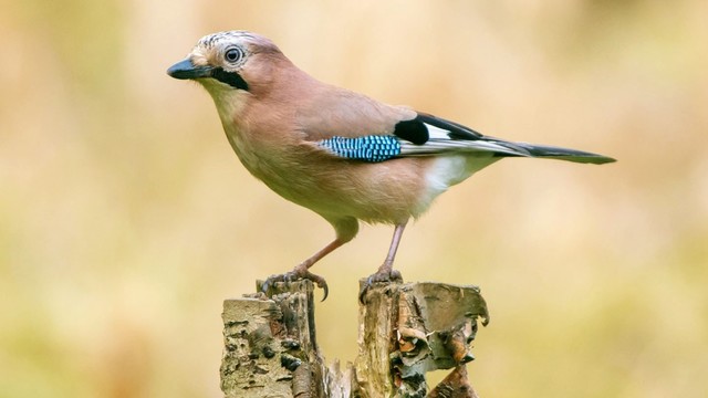 a Jay is a magpie-sized version of a fin h. it has dusty pink plummage with light blue wing trim and a patch of pied black and white.
