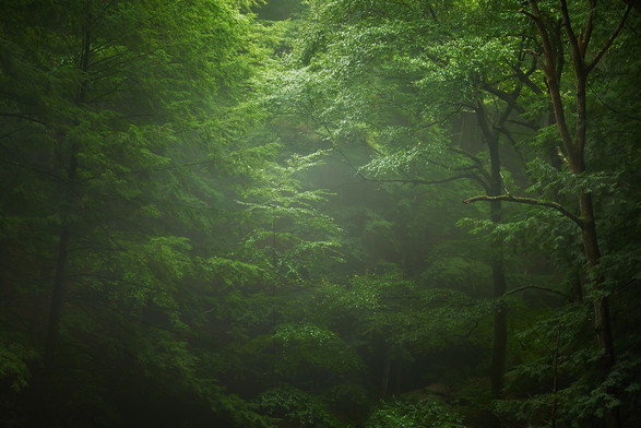 A photograph of a lush, green forest with dense foliage and trees, shrouded in mist.