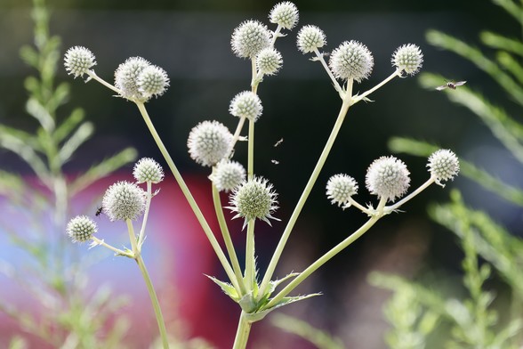Rattlesnake master obstacle course with flying objects are frozen in time