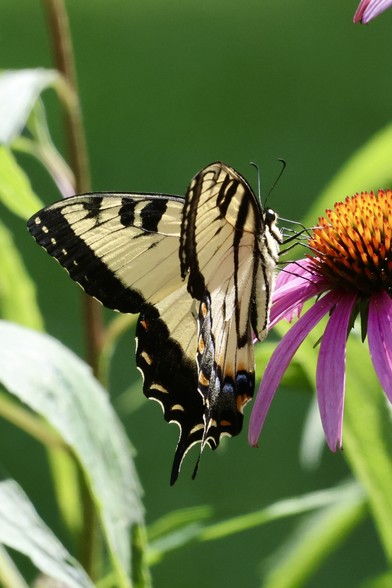 Swallowtail butterfly on a coneflower in the sun. This moment of rest was appreciated by all