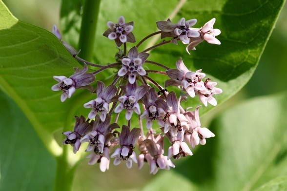 Milkweed plant with a cluster of blooms holding the attention of ants