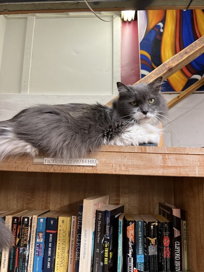 A grey and white cat lounges on top of a tall bookshelf in front of a staircase. 