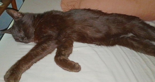 A black cat, slobbed out and asleep 