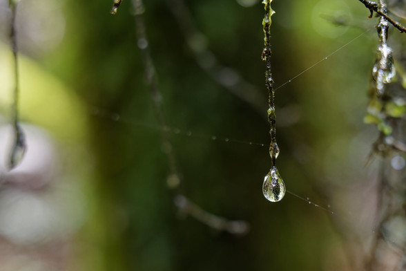 A waterdrop in focus on a small branch in the rainforest. Background is blurred with a spiders web connecting to the in focus branch to others in the background.