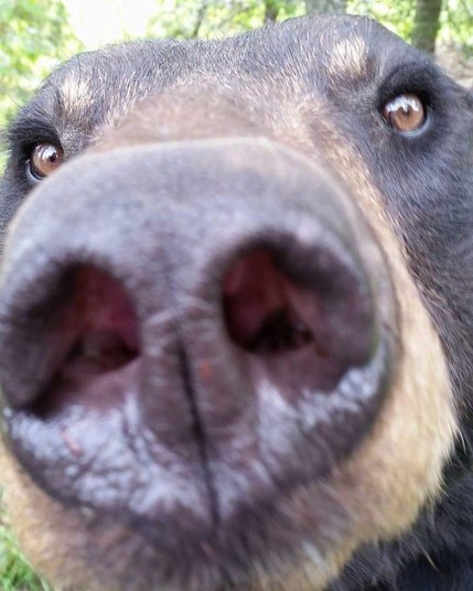extreme close up of a bear's nostrils and snout -- though it's eyes are visible too