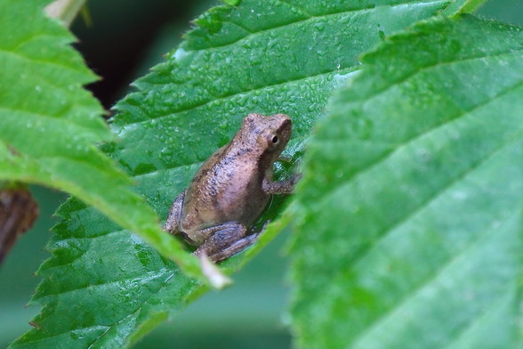 Closeup of a little brown frog sitting on a leaf of a blackberry bush.