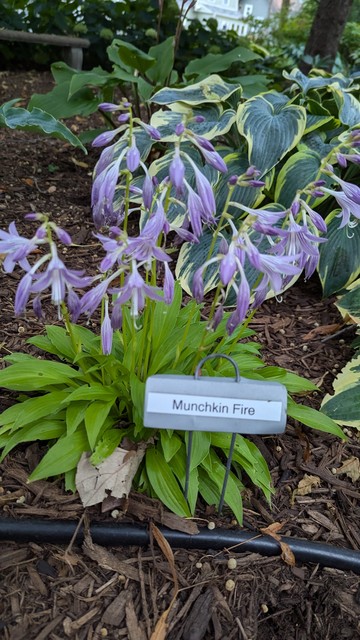 Small hosta plant with light green/lime leaves and numerous lavender purple flowers rising above it.  Total height is only about 1 foot tall.